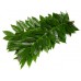 Coccullus